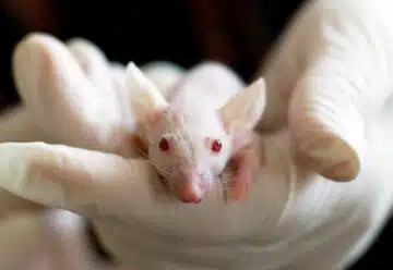 Éliminer les rats et les souris avec des solutions durables