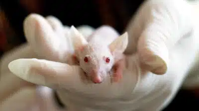 Éliminer les rats et les souris avec des solutions durables