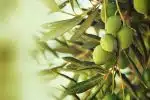 Maladie de l’olivier