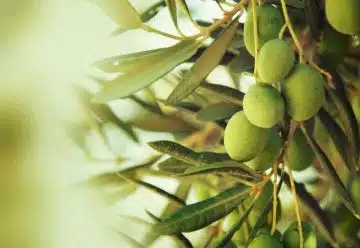 Maladie de l’olivier