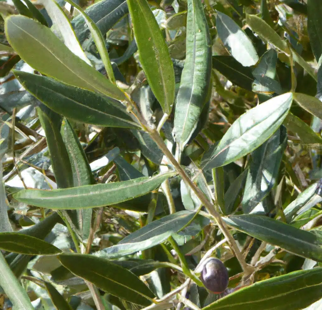 Maladie de l’olivier 
