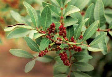 plantes médicinales contre l'impuissance
