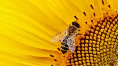 Pourquoi devriez-vous consommer du pollen cru ?