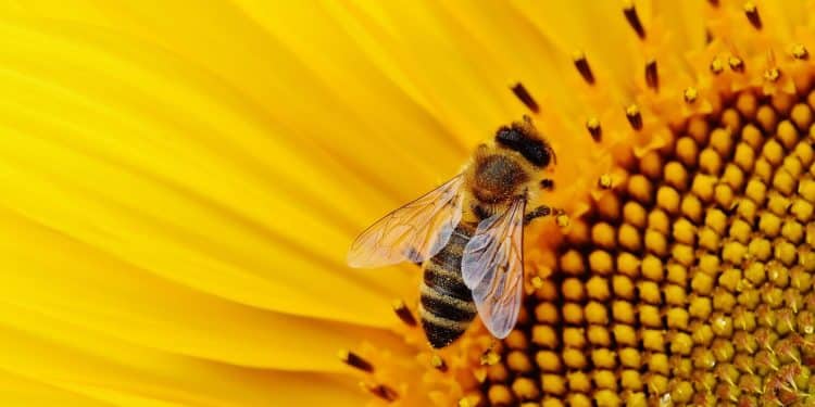 Pourquoi devriez-vous consommer du pollen cru ?